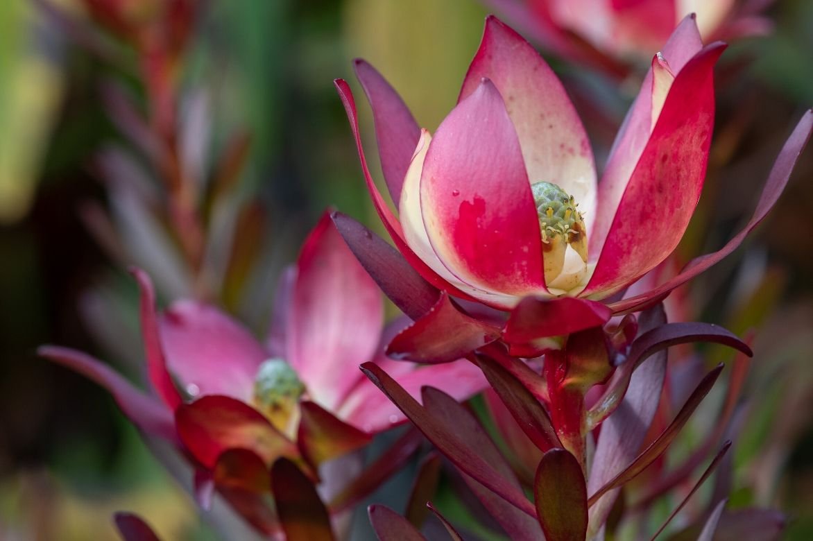 Leucadendron rouge